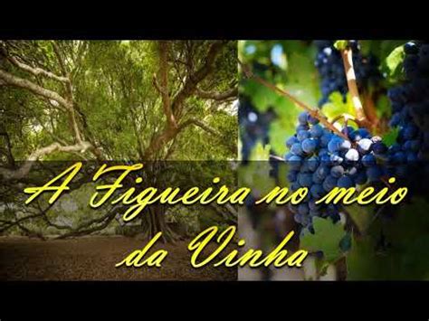 A Figueira No Meio Da Vinha Estudo - A Figueira no Meio da Vinha (Lucas 13:6-9) - YouTube