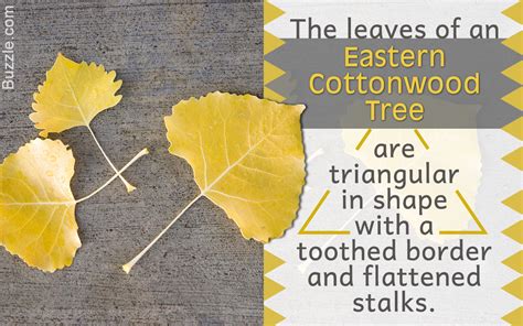 Factors to Remember for Cottonwood Tree Identification