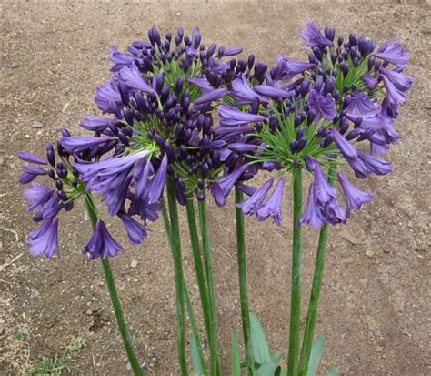 Agapanthus Poppin Purple 2lt Cnd Nursery