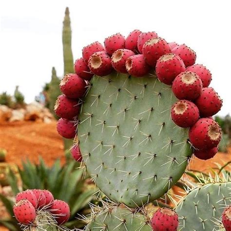 Captivating Cactus And Striking Succulents 54 In A Series Opuntia Robusta Via World Of