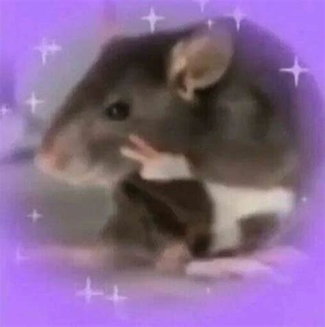 Rat】🥹 New Pfp Fandom