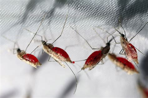 Microbe stops mosquitoes from harboring malaria parasite | Science | AAAS