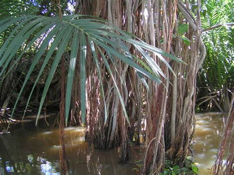 Free Mangrove Swamp Stock Photo - FreeImages.com