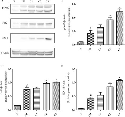 Il Ra Activates Nrf Ho Signaling In I R Intestine A The Protein