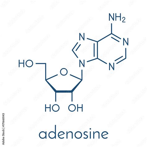 Adenosine Ado Purine Nucleoside Molecule Important Component Of Atp