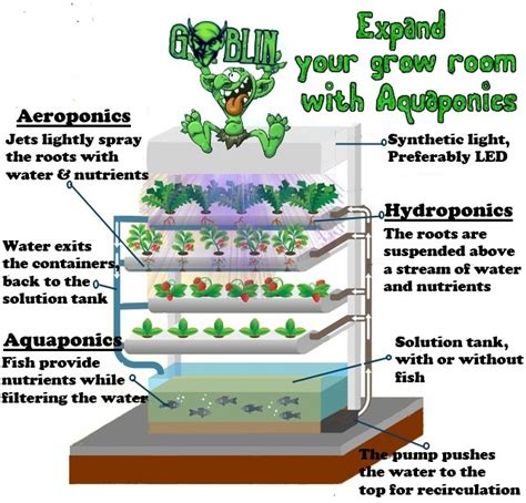 Hydroponic System With Fish Tutorial Hidroponik