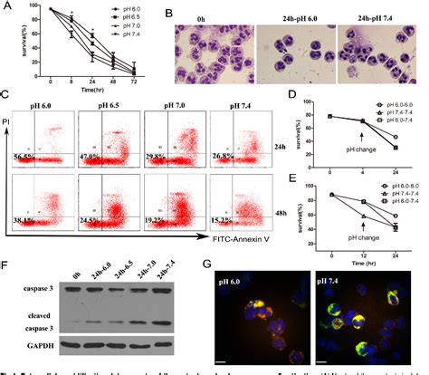 Figure 1 From Extracellular Acidification Acts As A Key Modulator Of