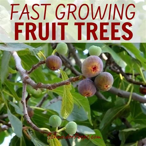 5 Fast Growing Tropical Fruit Trees You Can Plant Easy To Grow