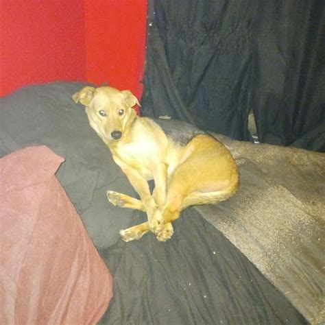 Roanoke Area Missing Pets & Alerts | Found him on peters Creek road
