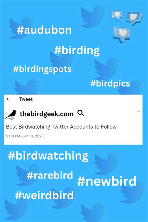 The 11 Best Birdwatching Twitter Accounts To Follow The Bird Geek