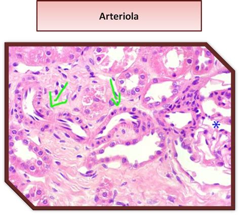 Album De Histologia Tejido Circulatorio 18564 The Best Porn Website