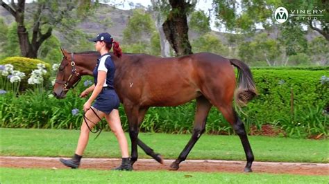 LOT 791 - PIERRO x INTERRAM FILLY - YouTube