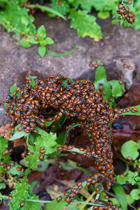 Ladybugs John Cambre Flickr