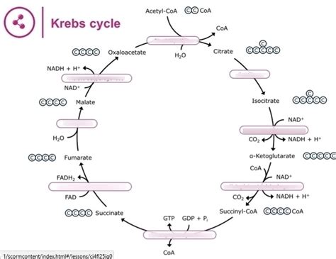 Krebs Cycle Diagram With Enzymes