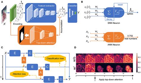 Enhancing Spiking Neural Networks With Hybrid Top Down Attention