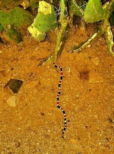 Western Coral Snake Reptiles Of Chiricahua Nm Inaturalist