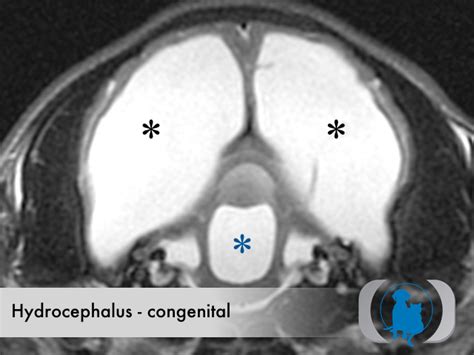 Hydrocephalus Congenital Advanced Veterinary Medical Imaging