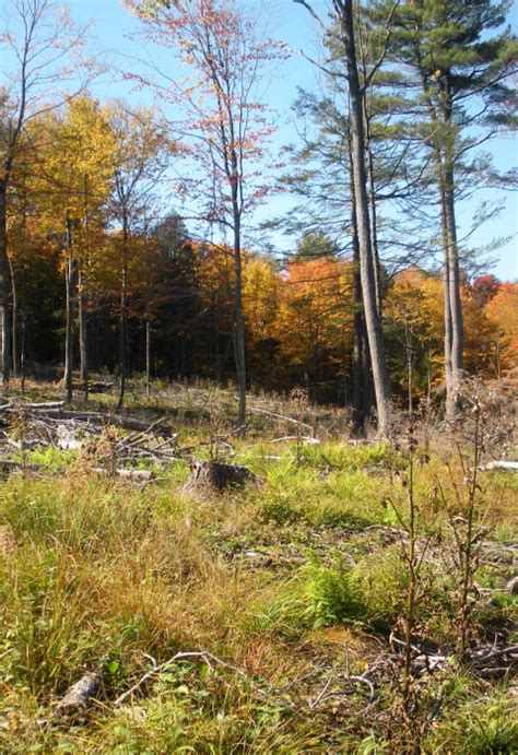 How to create thriving young forest | Cutting trees can boost forest ...