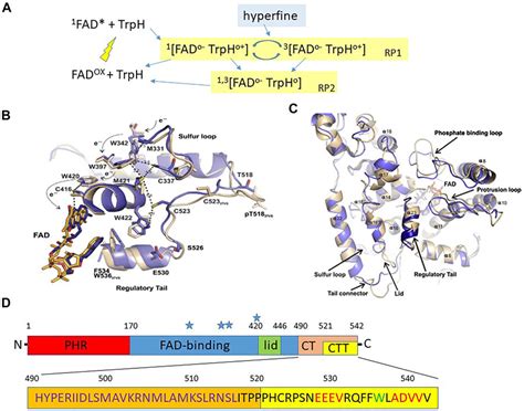 Frontiers Genetic Analysis Of Cryptochrome In Insect Magnetosensitivity