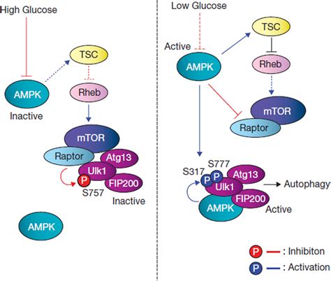 PDF AMPK And MTOR Regulate Autophagy Through Direct Phosphorylation