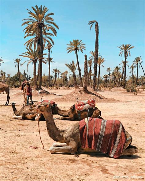 Les Choses Incontournables Faire Marrakech Paysage Maroc