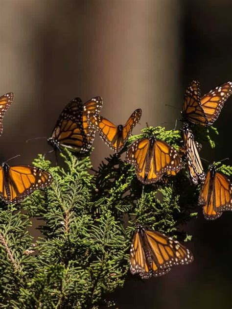 La increíble migración de las mariposas monarca Animales alrededor