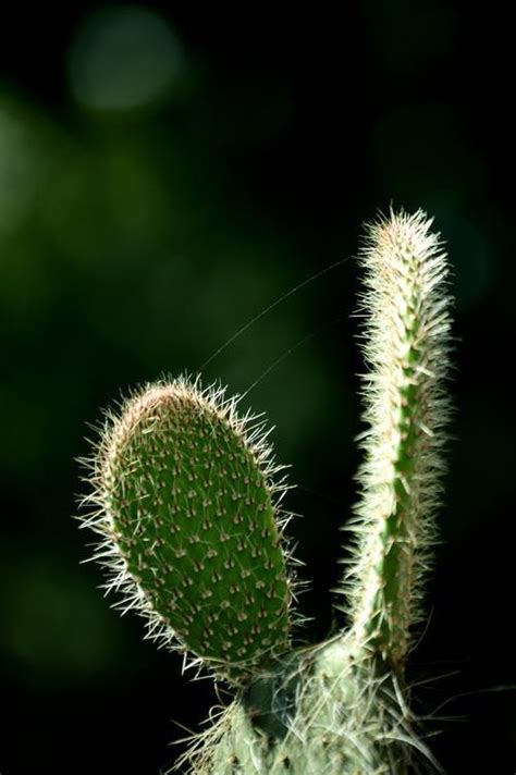 Photo By Jonathan Borba On Pexels Free Stock Photos Image Macro