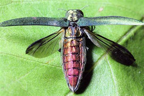 Emerald Ash Borer The Arbor Day Foundation