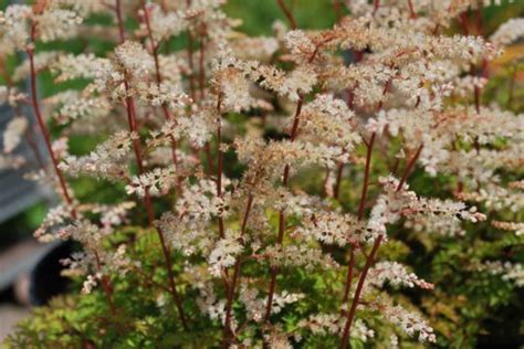 Aruncus Dioicus Kneiffii Emerald Plants