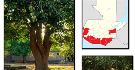 Arboles De La Vertiente Del Pac Fico Mango Mangifera Indica