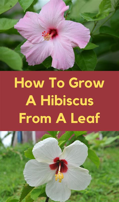 How To Grow A Hibiscus From A Leaf Hibiscus Plant Growing Hibiscus