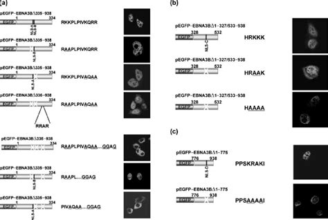 Subcellular Localization Of Egfp Ebna3b Deletion Constructs Following