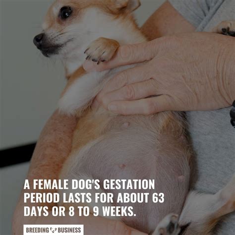 7 Signs A Dog Is In Labor And Close To Giving Birth