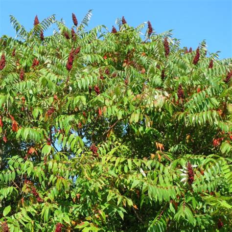 Sumac De Virginie Vinaigrier Vente Rhus Typhina