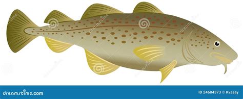 Cod Fish Stock Vector Illustration Of Seafood Ocean