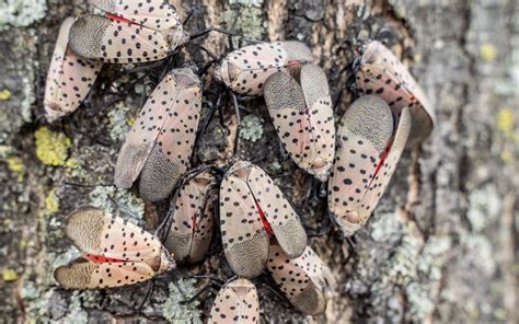 Eliminate Spotted Lanternfly Egg Masses | ProLawn