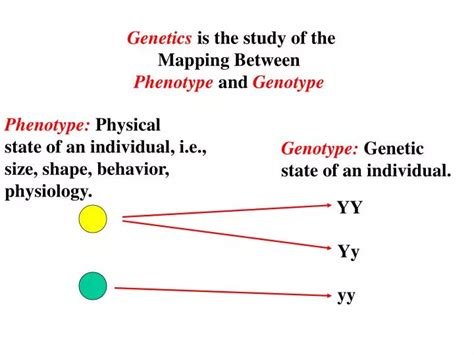 Ppt Genetics Is The Study Of The Mapping Between Phenotype And