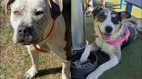 Tampa Bay Area Pets Available For Adoption