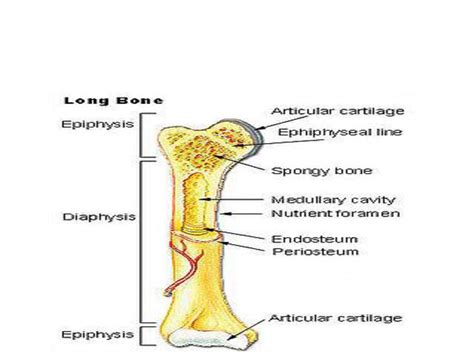 Cartilage And Bone Dr Mboneko Ppt Download