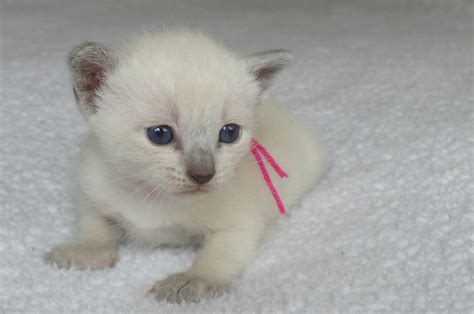 Three adorable female Siamese kittens. Sold | Mitten Kittens