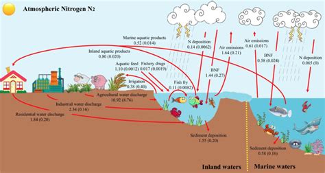 Siklus Nitrogen Pengertian Manfaat Proses Dan Contohnya