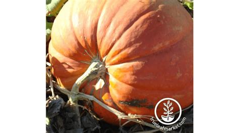 Pumpkin Seeds for Planting on Your Farm