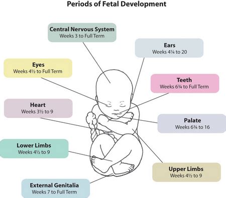 Developmental Biology CreationWiki The Encyclopedia Of Creation Science