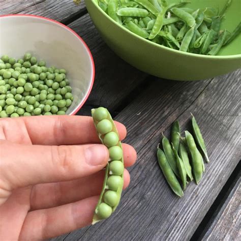 Sugar Pea Fr He Heinrich Pisum Sativum Seeds