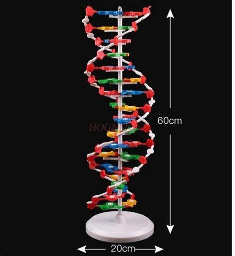 MÔ HÌNH CẤU TRÚC PHÂN TỬ ADN - GIÁ TỐT NHẤT