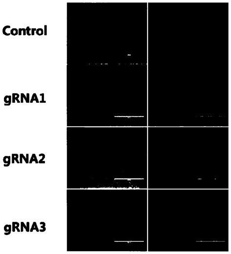 Sgrna For Specific Recognition Of Pig Kit Gene Coding Dna Thereof And