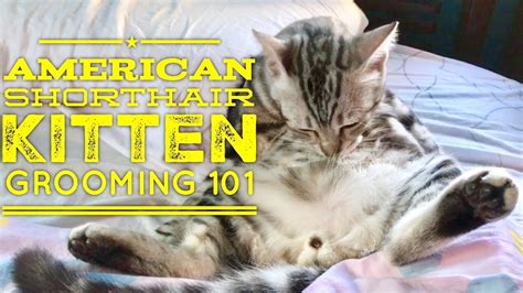 American Shorthair Kitten Grooming 101 By Manila American Shorthairs