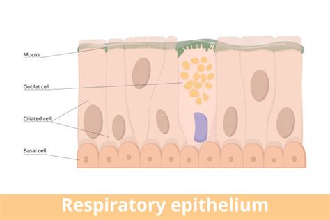 130+ Respiratory Epithelium Stock Illustrations, Royalty-Free Vector ...