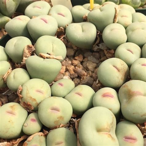 Conophytum Pageae Subrisum Pv Mesa Garden