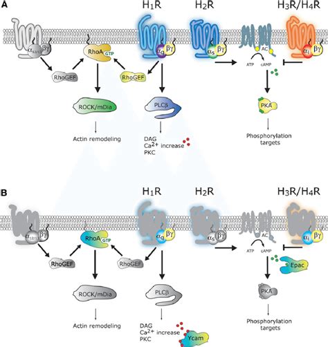 Histamine Signaling Pathway